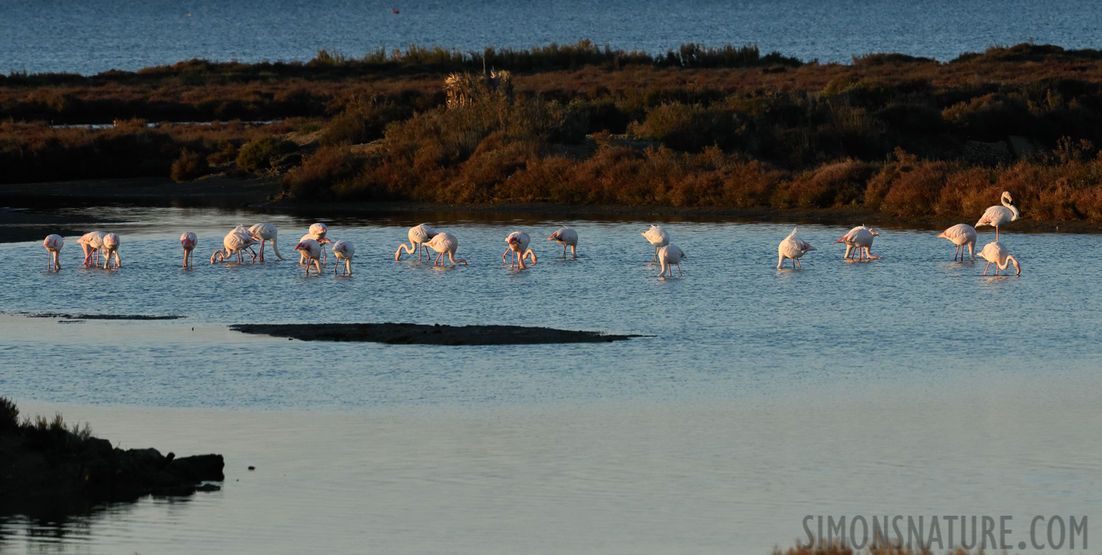 Phoenicopterus roseus [400 mm, 1/1000 Sek. bei f / 11, ISO 2000]